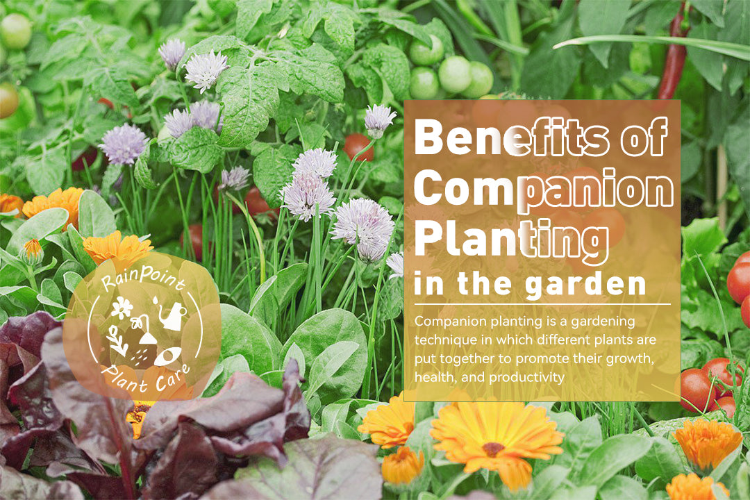 Benefits of Companion Planting