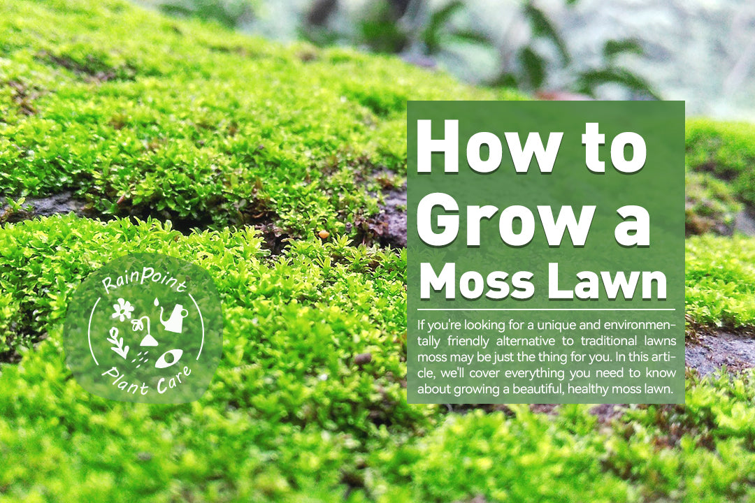 How to Grow a Moss Lawn