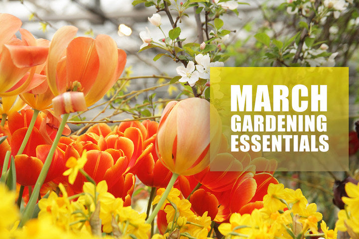 March Gardening Essentials: Must-Have Tools and Plants to Create a Spring Garden