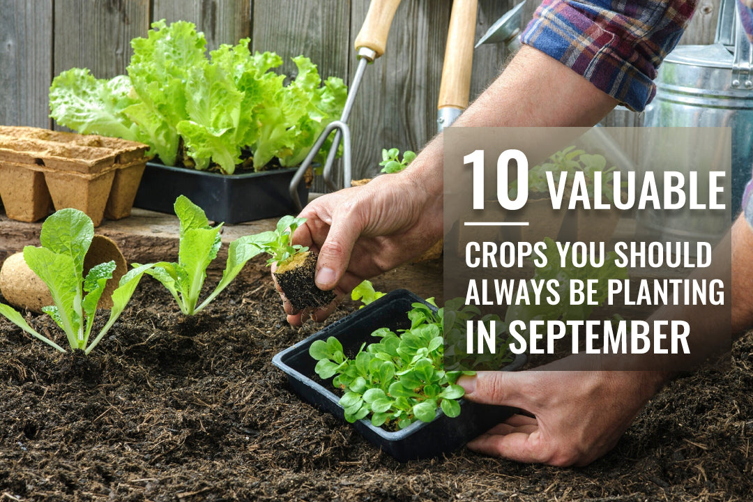 10 Valuable Crops You Should ALWAYS Be Planting in September