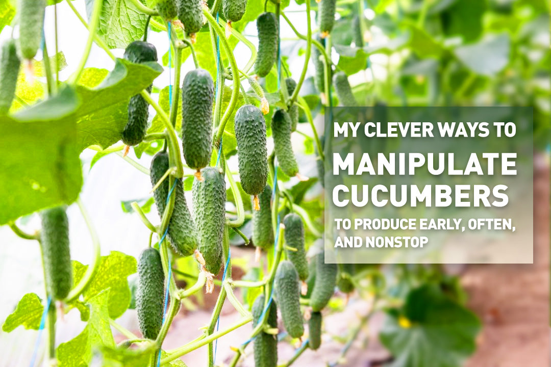 My Clever Ways to MANIPULATE Cucumbers to Produce Early, Often, and Nonstop