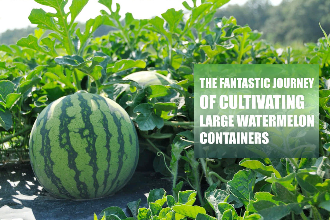 The Fantastic Journey of cultivating large watermelon containers