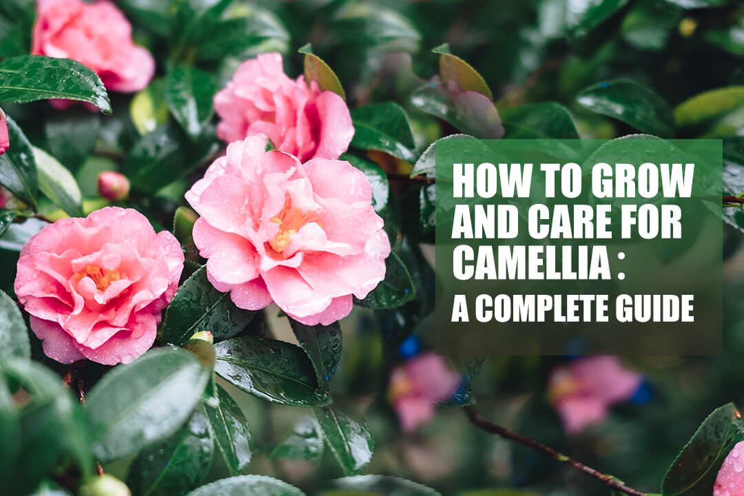 How to grow camellias