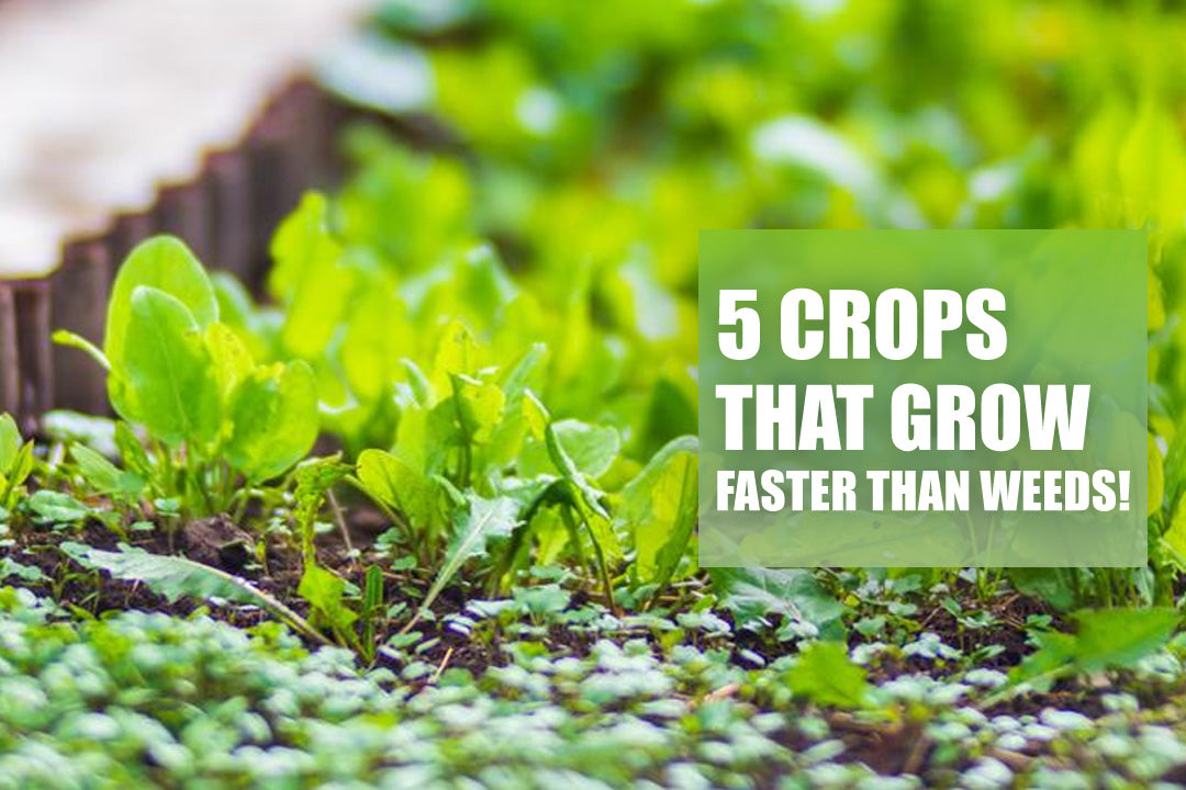 5 Crops That Grow FASTER Than WEEDS!