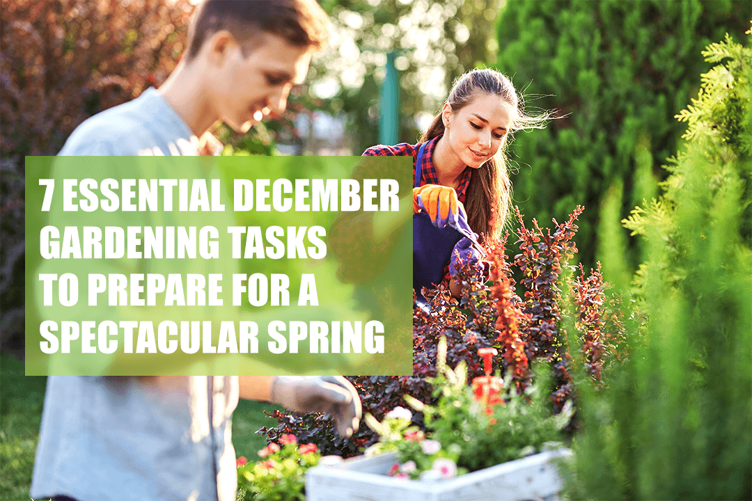 7 Essential December Gardening Tasks to Prepare for a Spectacular Spring