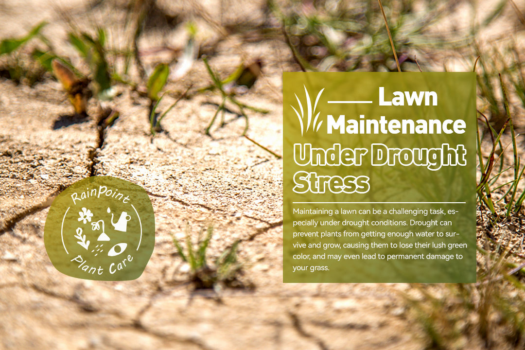 Lawn Maintenance Under Drought Stress