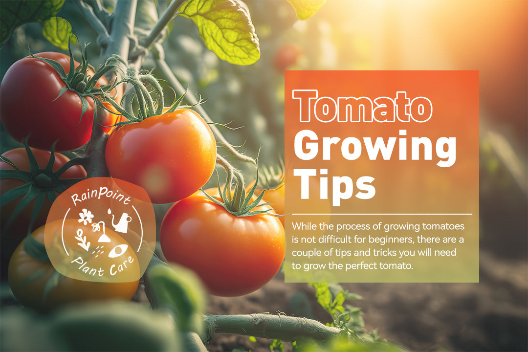 Tomato Growing Tips
