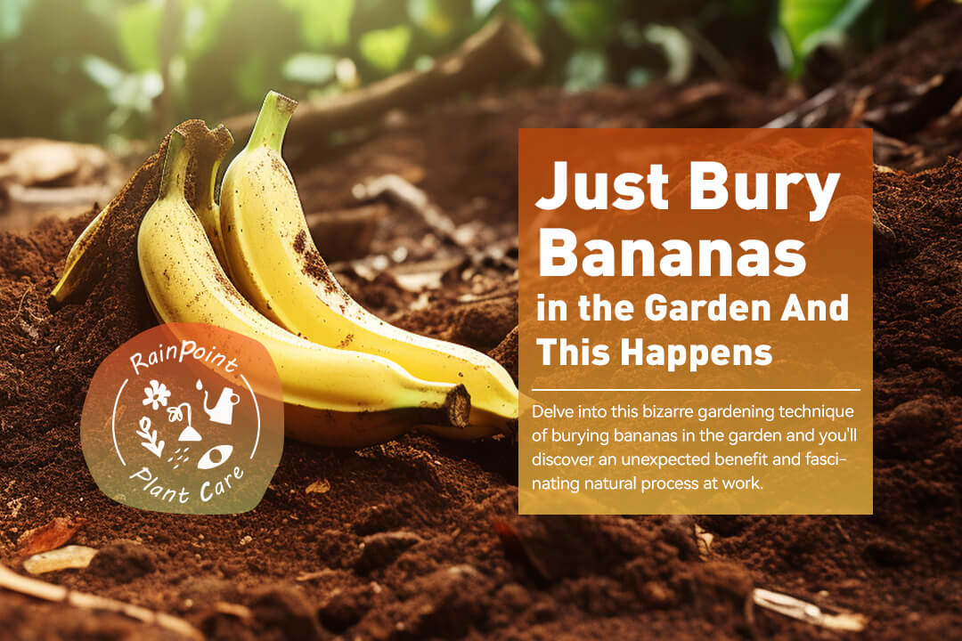 Just Bury Bananas in the Garden And This Happens
