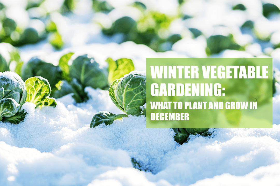 Winter Vegetable Gardening: What to Plant and Grow in December